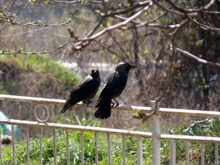 two black crows on the fence