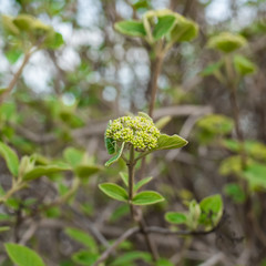 Flower buds viburnum tinus in spring forest