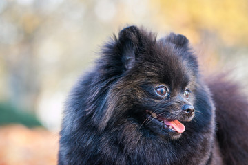 Black pomeranian girl outside in autumn.