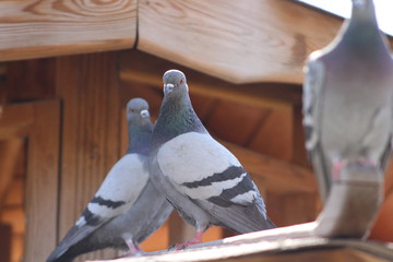 pigeon