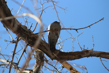 autumn tree and pigeon