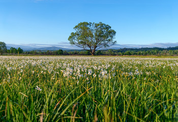 Obraz premium Beautiful sunrise in the valley of white flowers - wild daffodils. National park in Carpathian (Ukraine)
