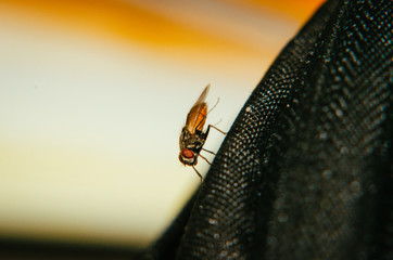 Mosca