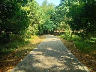 Paved road through a forest