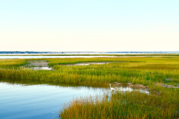 Landscape with vibrant yellow green salt marsh grass and intertidal waters off of Moriches Bay on the south shore of Long Island.  Westhampton Beach, NY.   Copy space. - Powered by Adobe