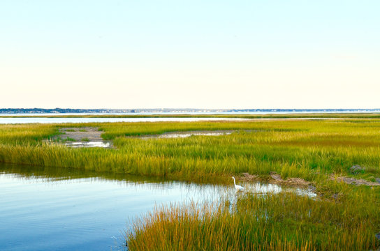 Landscape with vibrant yellow green salt marsh grass and intertidal waters off of Moriches Bay on the south shore of Long Island.  Westhampton Beach, NY.   Copy space.