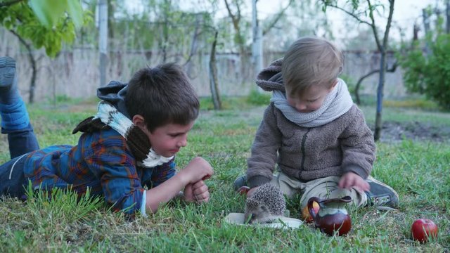 beautiful kids boys have fun outdoors relaxing on a green meadow, watching a wild hedgehog drink milk from a saucer on a warm spring afternoon