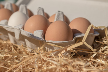 Huevos ecológicos de gallinas criadas en libertad