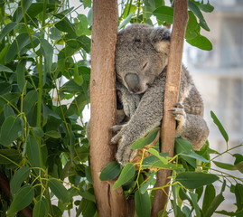 Koala bear sleeping, shot in Sydney, New South Wales, Australia