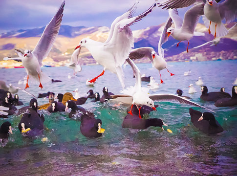 Seagulls and Fulica atra coots on the sea waves gathered in a flock and are looking for food.
