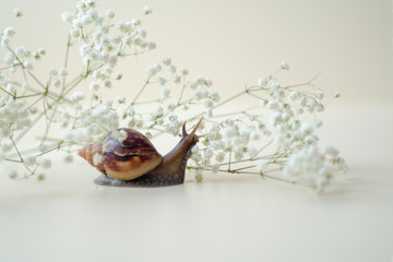 Dark brown Achatin with a spiral shell crawls among beautiful white flowers on a bright clear day. Extreme closeup macro healing mucus and anti-aging slime of Giant Snail. Concept of purity, copyspace
