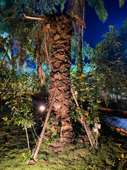 Vegetation lit up at night in a park in Alibaug, India
