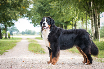Bernese mountain dog in green park background. Active and funny bernese.