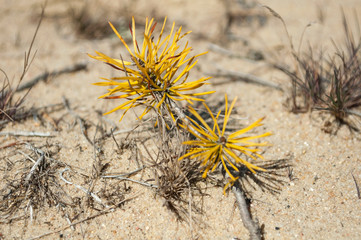 Sandy background closeup on a sunny spring day, pine roots on barren sand