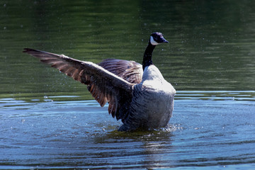 A wild goose streching its wings