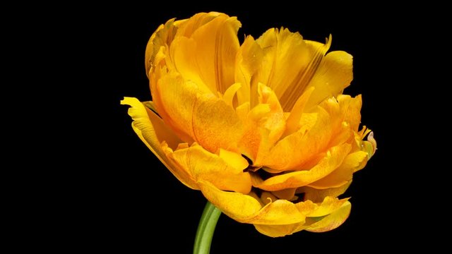 Opening of beautiful large yellow Tulip flower on black background. The Variety Golden Ducat. Springtime. Holiday. Celebration, Love, birthday Timelapse. Close up. 4K