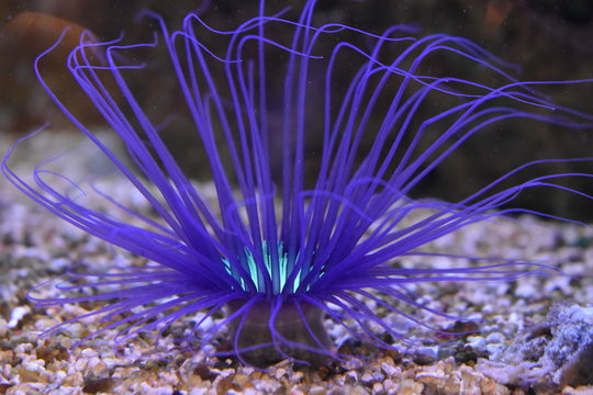 An&eacute;mone de mer violette