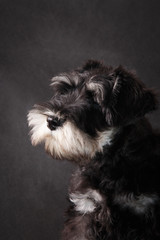 Portrait of a Miniature Schnauzer dog