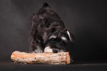 Miniature schnauzer dog with log