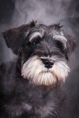 Portrait of a miniature schnauzer dog in a haze