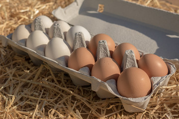 Huevos blancos y negros en hueveras de gallinas criadas en libertad en una granja