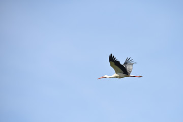 oiseau cigogne vol