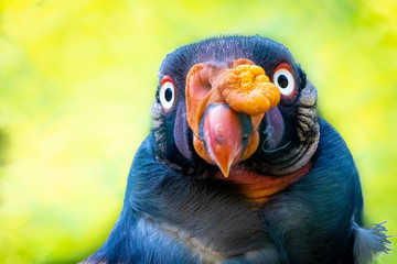 portrait of an emperor vulture