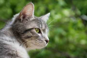 Naklejka na ściany i meble gray cat sits at the open window and looks at the green trees. close up