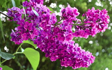 purple lilac flowers