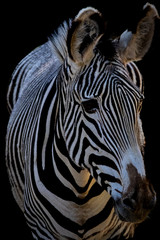 Fototapeta na wymiar face of a striped zebra