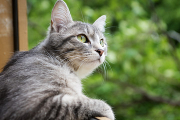 Naklejka na ściany i meble gray cat sits at the open window and looks at the green trees. close up