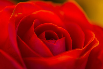 Nahaufnahme einer roten Rosenblüte.