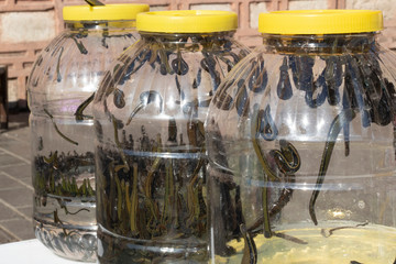 Hirudotherapy. Leech in a can of plastic water. Alternative medicine is used in treatment. Outside
