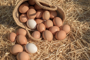 huevos ecológicos en una cesta de mimbre de gallinas criadas en libertad