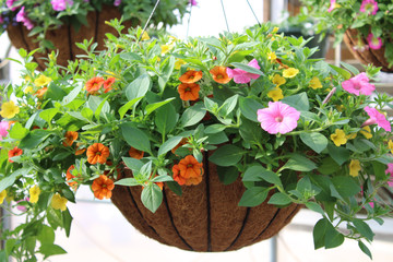Fototapeta na wymiar Hanging Basket with Colorful Flowers