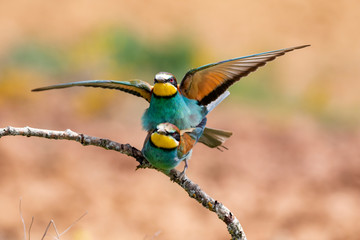 European Bee-eater, Merops apiaster, two individuals perched on a branch mating on an unfocused background.