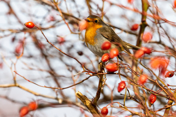 A selective focus shot of a beautiful European robin, Erithacus rubecula, on a rose hip branch with a blurred background.