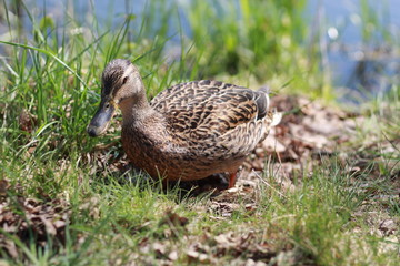 duck on the grass