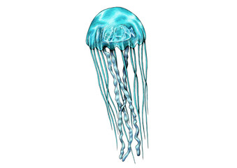 Jellyfish illustration