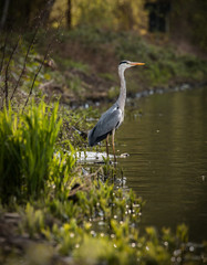 Stehender Graureiher am Ufer.