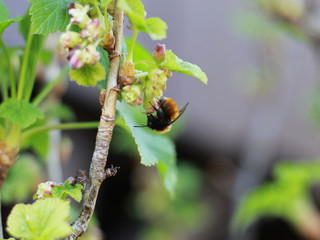 bee on a leaf