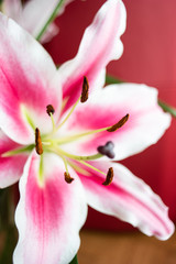 White and pink Oriental Mero Star Lilly bloomed flower close up macro shot