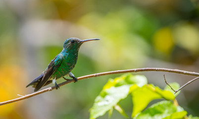 hummingbird on a branch