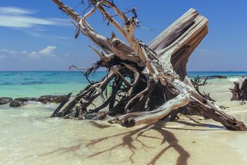 Thailand scenic beach view, dead tree