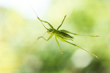 Alive green grass hopper sitting on a window underbelly view macro close up shot isolated against outside vegetation