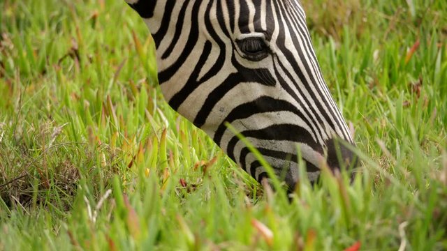 Close up profile of head of plains zebra eating green grass, Addo Elephant National Park, South Africa