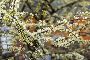 branch of a tree
