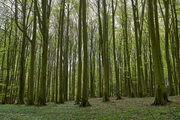Obraz premium beautiful german beech forest, fresh green landscape with big beech trees in a forest in summer on sunny day, Small green plants and red brown leaves on the ground, germany, island Rügen, summer