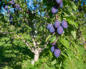 Ripe plums hanging on tree in a farm orchard.