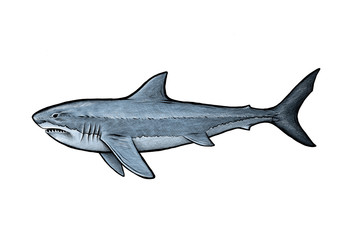 Fototapeta premium Shark illustration